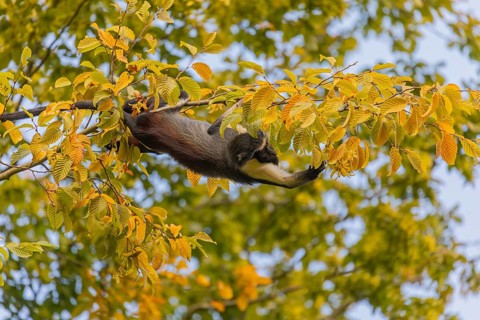 One adult Diana monkey (Cercopithecus diana) climbing along a thin twig with yellow leafs high up