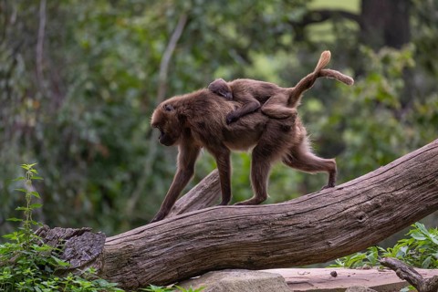 One female with one baby Gelada (Theropithecus gelada), or bleeding-heart monkey riding on her