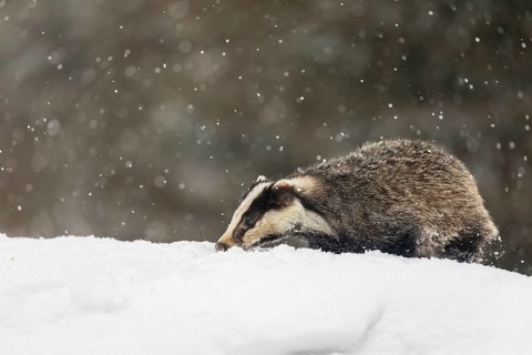 One young European badger (Meles meles) walking through deep snow during snow fall