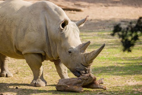 Side view portrait of a white rhinoceros (Ceratotherium simum) in bright sunlight