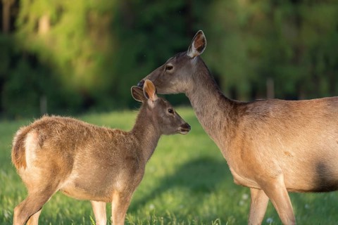 One female Altai maral, Altai wapiti or Altai elk (Cervus canadensis sibiricus) standing together