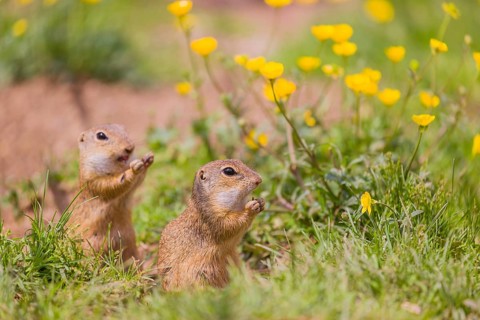 Two adult European ground squirrel (Spermophilus citellus) or European souslik sit in green gras
