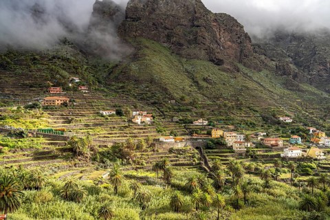 Cultural landscape with palm trees in Valle Gran Rey, La Gomera, Canary Islands, Spain, Europe