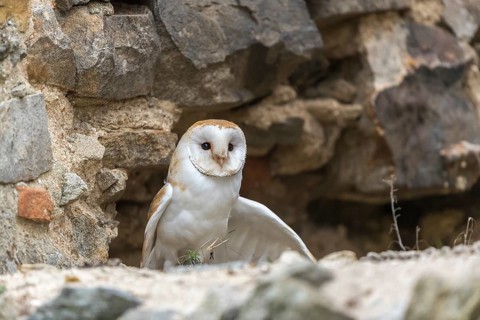 One barn owl (Tyto alba) sitting in a hole in a wall of a ruin of a monastery