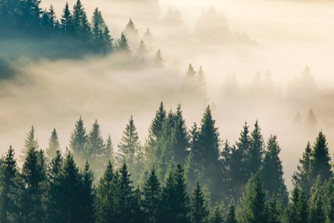 Fog and forest in Oberägeri in the canton of Zug, Switzerland, Europe