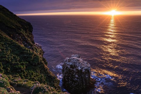 Bird cliffs on a steep coast in front of the sea, midnight sun, gannets (Morus bassanus), colony,