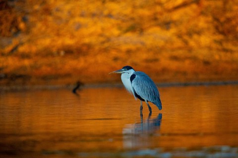 Cocoi Heron (Ardea cocoi) Pantanal Brazil