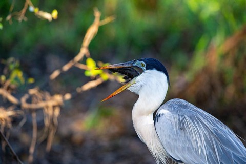 Cocoi Heron (Ardea cocoi) Pantanal Brazil