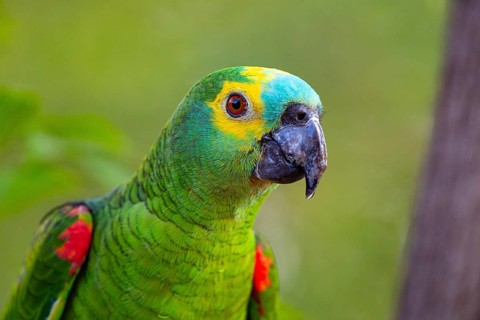 Blue-fronted Amazon (Amazona aestiva (Pantanal Brazil