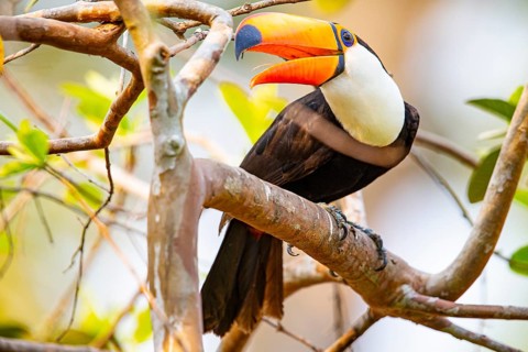 Giant toucan (Ramphastos toco) Pantanal Brazil