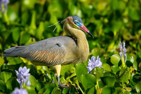 Whistling heron (Syrigma sibilatrix) Pantanal Brazil