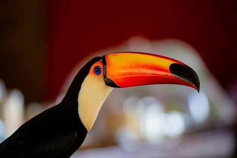 Giant toucan (Ramphastos toco) Pantanal Brazil