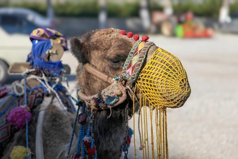 Camel decorated for tourists, Turkey, Asia