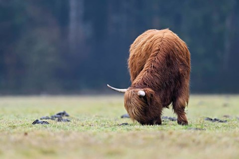 Highland cattle (Bos taurus), adult animal eating grass in a meadow, Switzerland, Europe