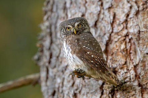 Pygmy Owl (Glaucicium passerinum), sitting on the branch of a tree, Pirchner Ast, Schwaz, Tyrol,