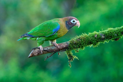 Brown-hooded Parrot (Pyrilia haematotis) sitting on a branch, Costa Rica, Central America