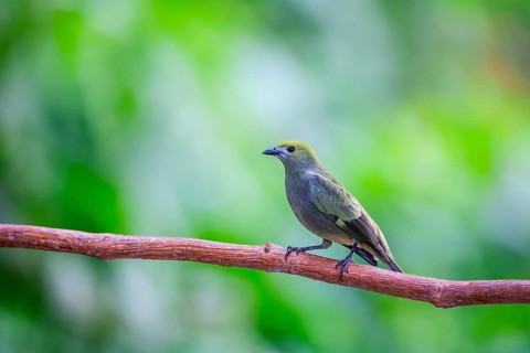 Summer cardinal (Piranga rubra), tanager (Thraupidae), Alajuela, Costa Rica, Central America