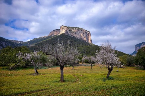 Almond blossom, almond trees, plantation, Tramuntana mountains behind, Serra de Tramuntana, Alaró,