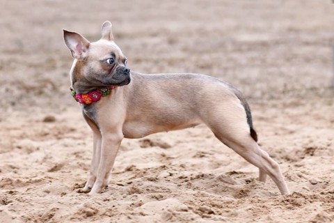 Healthy CDDY gene free French Bulldog dog with very long nose and tail