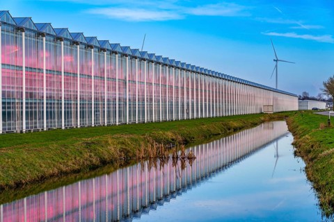 Large greenhouses for cucumbers and strawberries, over 10 hectares, the plants are artificially