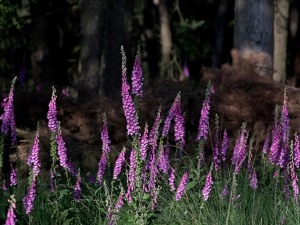 Sunlit Common foxglove (Digitalis purpurea) in the forest, Lower Rhine, North Rhine-Westphalia,