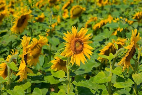 Large sunflower field with yellow flowers in full bloom, Poland, Europe
