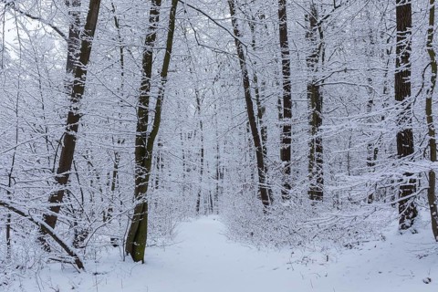 Snow-covered forest path in Spitzgrund Coswig, Saxony, Germany, Europe