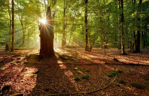 Morning atmosphere in a near-natural deciduous forest of beech and oak trees, rays of sunshine