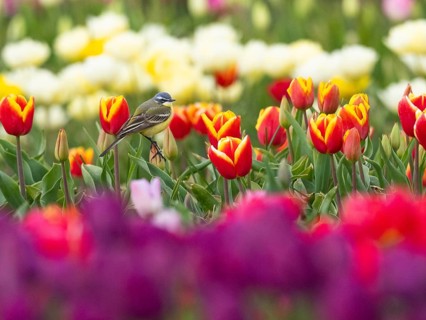 Yellow Wagtail (Motacilla flava) adult male sitting on a tulip flower, surrounded by a field of