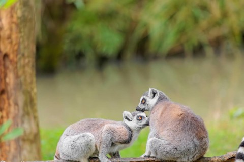 Two ring-tailed lemurs (Lemur catta) sit on a rotten tree lying on the ground and one grooms the