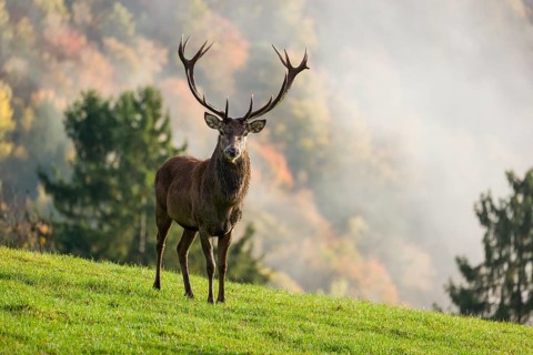 A red deer stag (Cervus elaphus) is standing in a meadow in hilly terrain. A forest with autumn