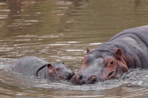 A baby hippopotamus (Hippopotamus amphibius) and its mother swimming in a river