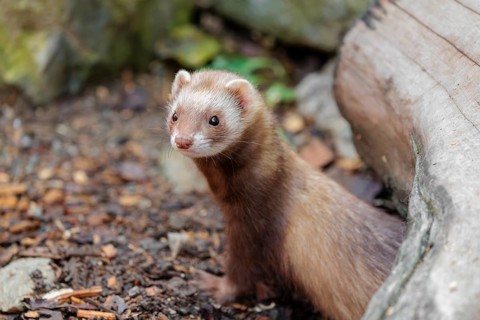 A ferret (Mustela putorius furo) stands under a dead root of a tree, searching for food