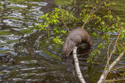 One Eurasian otter (Lutra lutra), jumping into the water from a birch tree branch lying in the