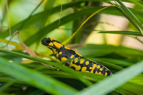 A fire salamander (Salamandra salamandra) rests in tall grass