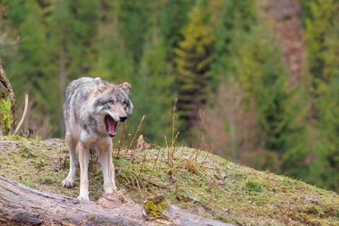 An adult male grey wolf (Canis lupus lupus) stands yawning in a meadow on the top of a hill between