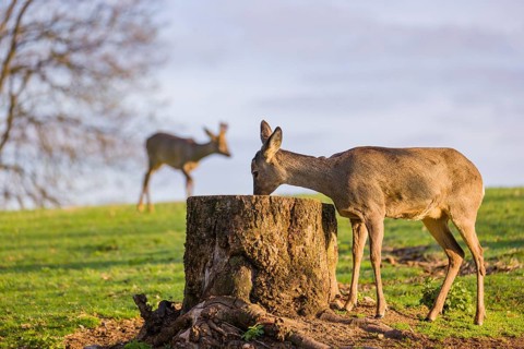 One female Roe Deer, Roe buck (Capreolus capreolus), nibbles moss from a tree stump