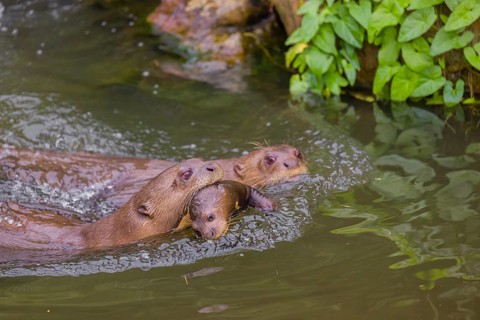 An adult giant otter or giant river otter (Pteronura brasiliensis) swims in a small river carrying