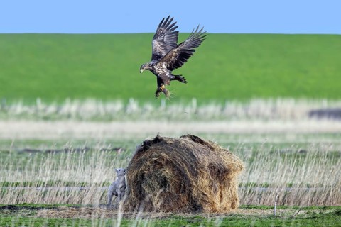 Lamb hiding behind round hay bale from hunting juvenile white-tailed eagle, Eurasian sea eagle,