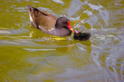 An adult common moorhen (Gallinula chloropus), swims in a pondand feeds one of her chicks