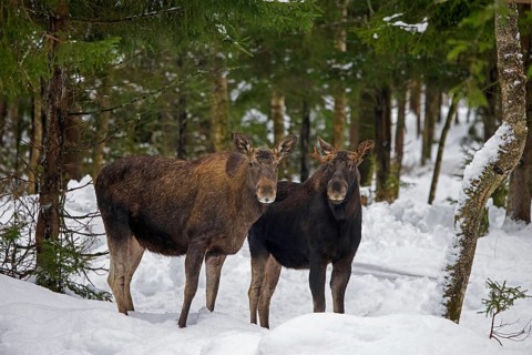 Moose, elk (Alces alces) cow, female with young bull foraging in the snow in coniferous forest with