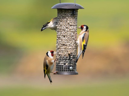European Goldfinch (Carduelis carduelis), three adult birds feeding on seeds, at bird feeding