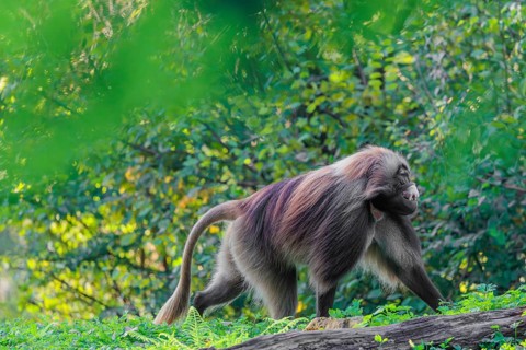 An adult male gelada (Theropithecus gelada), or bloodheart monkey, runs across a green meadow. A