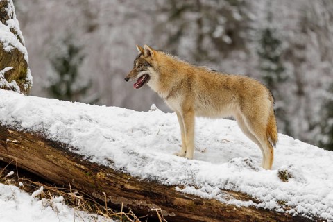 A young grey wolf (Canis lupus lupus) stands on a sloping, snow-covered meadow on a cold, cloudy