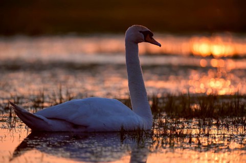 Mute swan (Cygnus olor), swimming in a wet meadow, at sunset, backlit, Ochsenmoor, Dümmer,