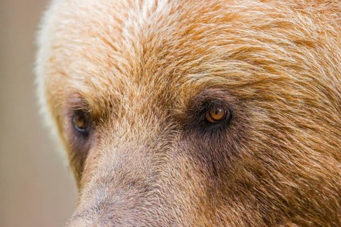 Portrait of a Kamchatka brown bear (Ursus arctos piscator)