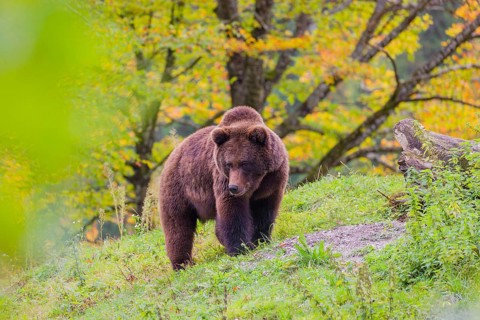 A young male brown bear (Ursus arctos arctos) stands on top of a small hill. Trees in fall foliage