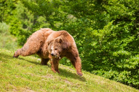 An adult female brown bear (Ursus arctos arctos) playing with a stick on hilly terrain