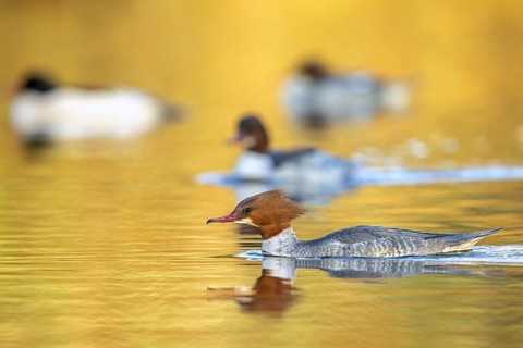 Common merganser, goosander (Mergus merganser merganser) female swimming among group of goosanders