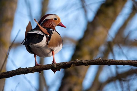 Mandarin duck (Aix galericulata), drake, sitting on a branch, high in a tree, Heiligenhaus, North